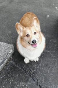 http://www.corgipals.org/Fundraisers/TheBaxterValentineFund/Baxter3.aspx