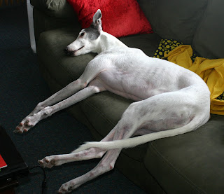 Blue greyhound lounging on couch