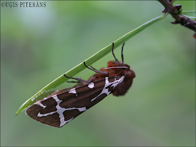 Brūnais lācītis (Arctia caja)