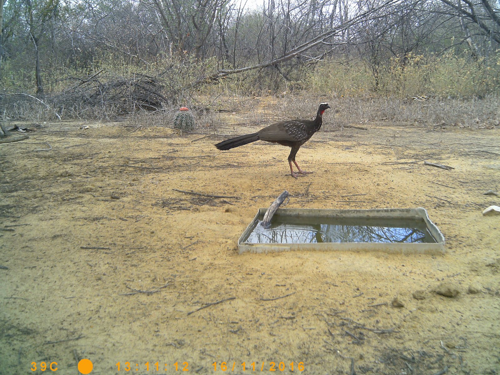 O jacu na caatinga