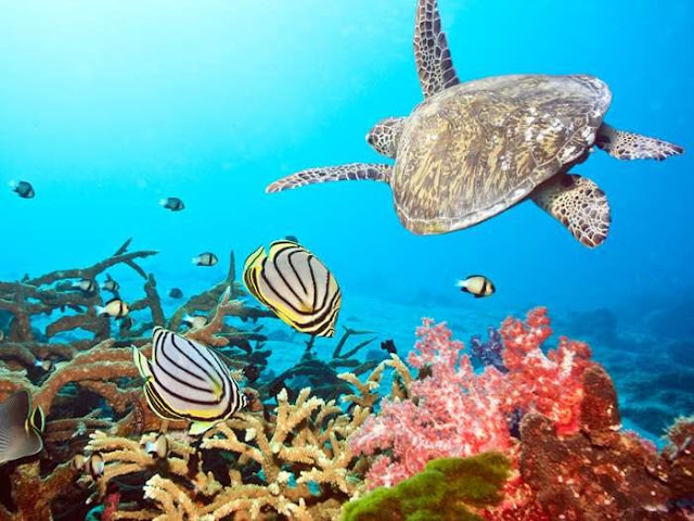 Top 10 The Best Dive Sites In Southeast Asia Top 10 The Best Dive Sites In Southeast Asia