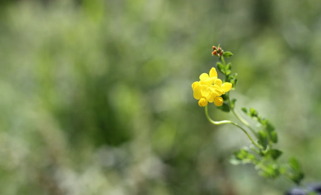Birds-Foot Trefoil Flowers Birds-Foot Trefoil Flowers