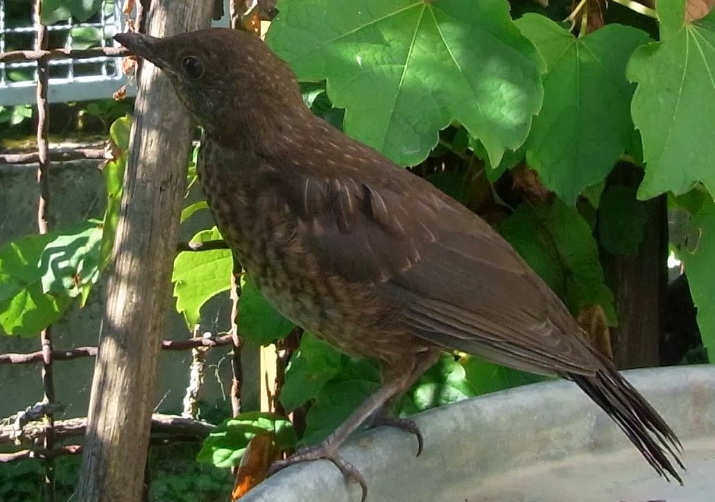 Wanderungen Durch Die Natur Apfelkantate
