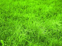 7 Grass Benefits for health 7 Grass Benefits for health
