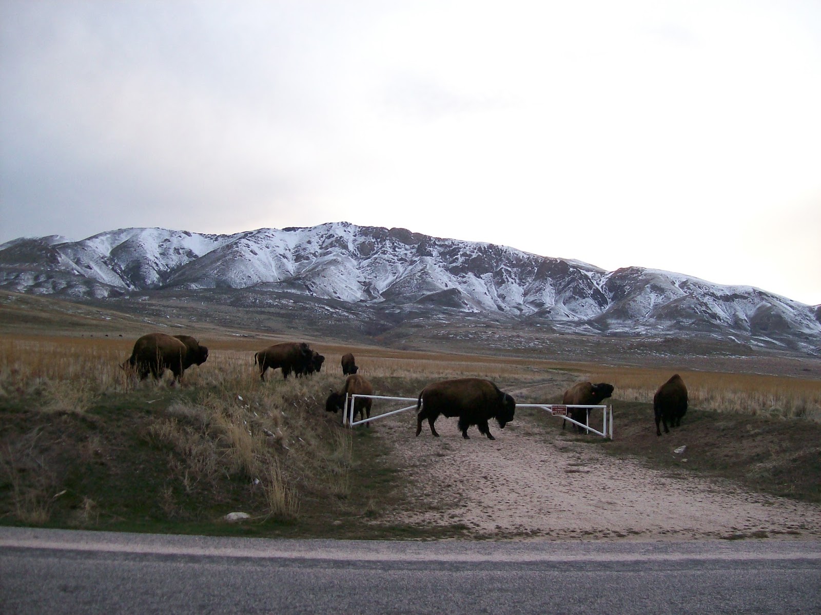 The Mystery Of Utah History Legend of the last buffalo in Ogden