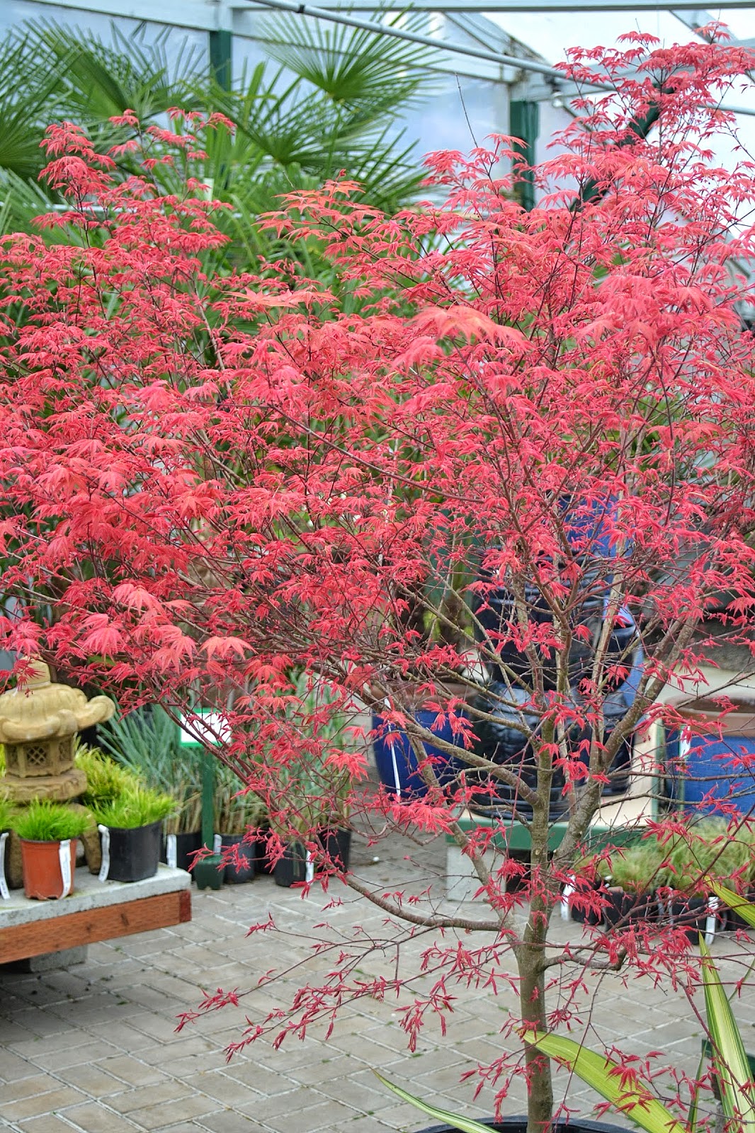 Xtremehorticulture Of The Desert 04 August 2019