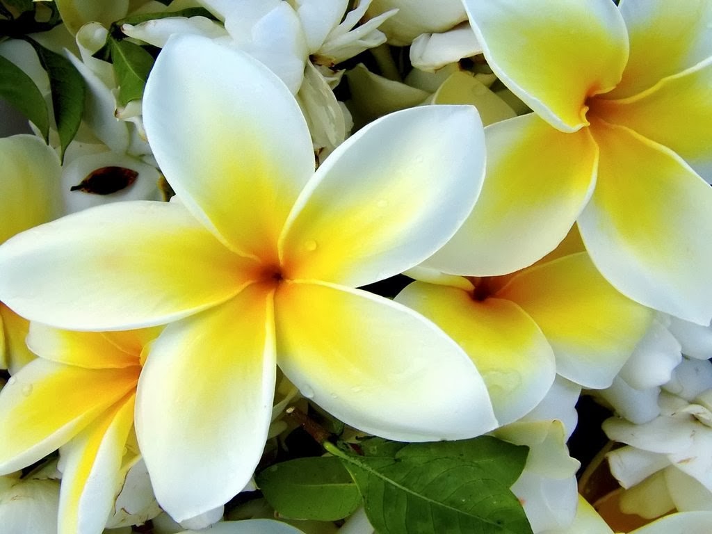 Plumeria Flowers Flowers