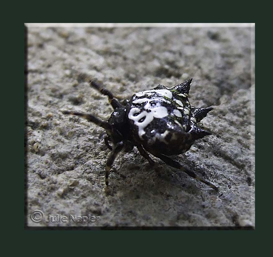 Jewelled Spider