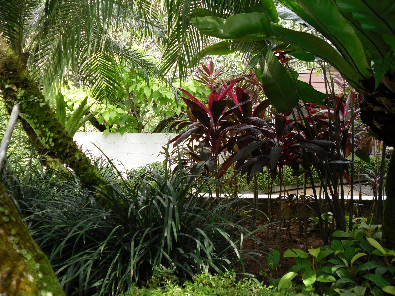 Stella Blue Photography: Flora+ Fauna In A Tropical Rainforest