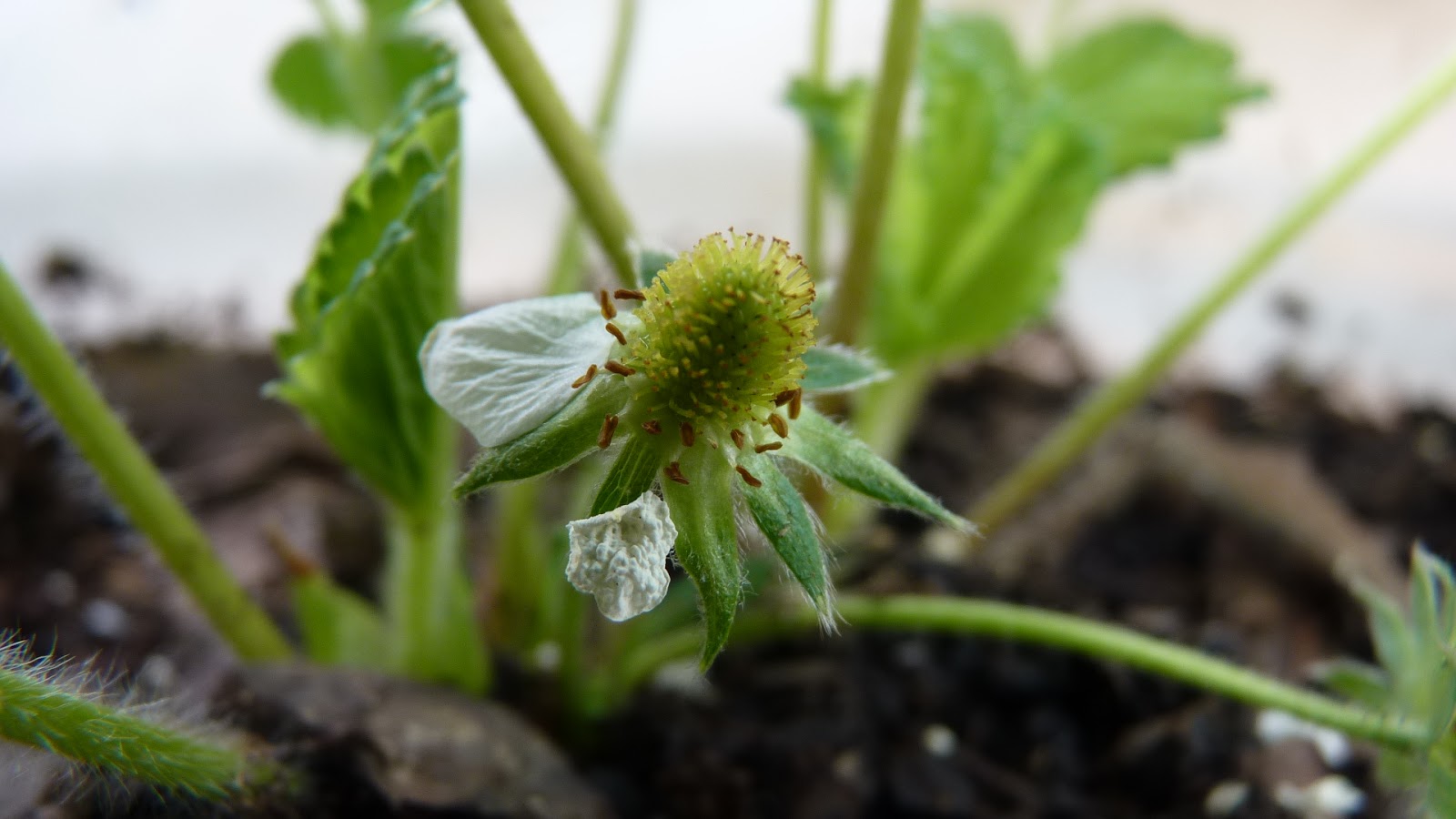 Edible and Elegant Urban Gardening Hand Pollinating Indoor