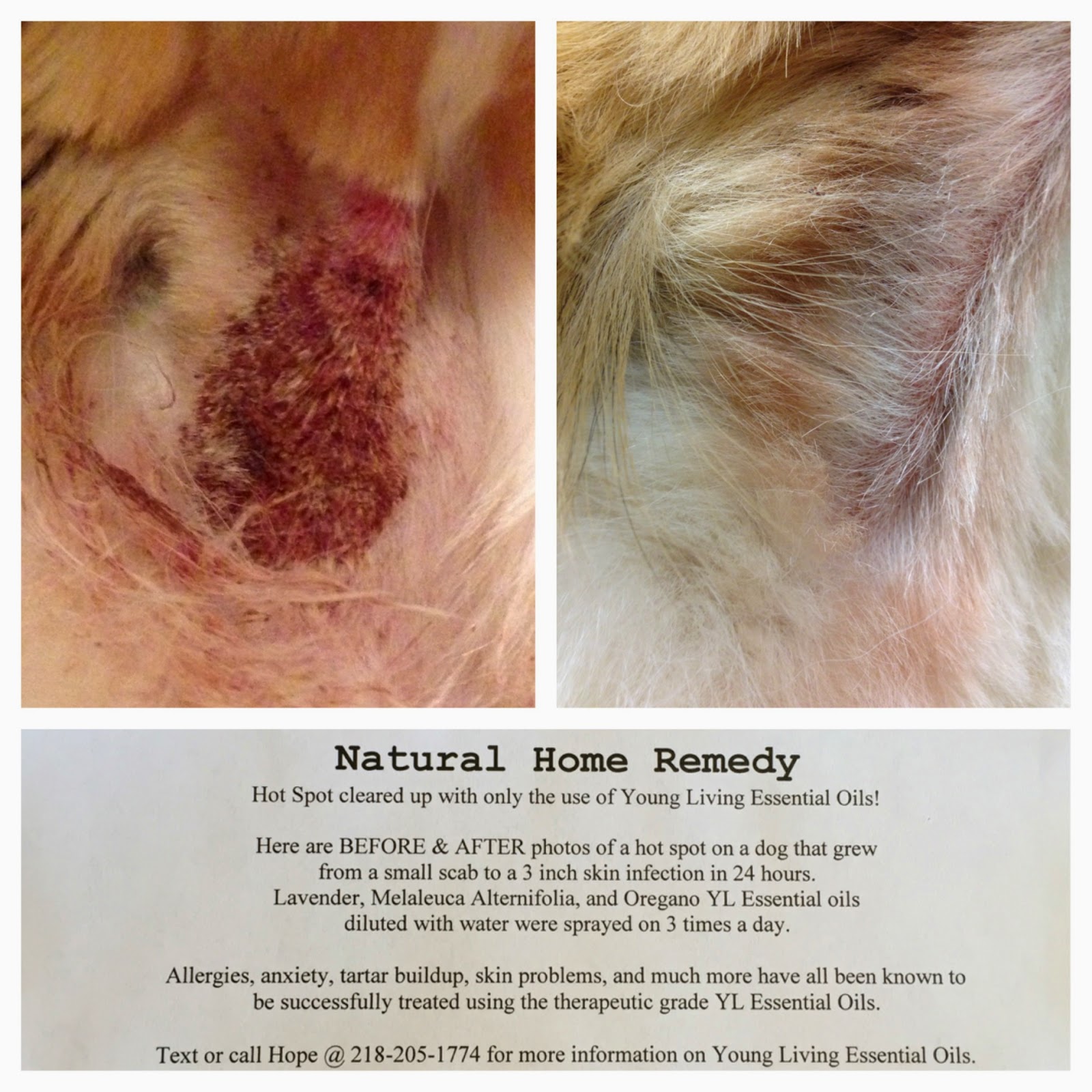 How do you treat hot spots on dogs?