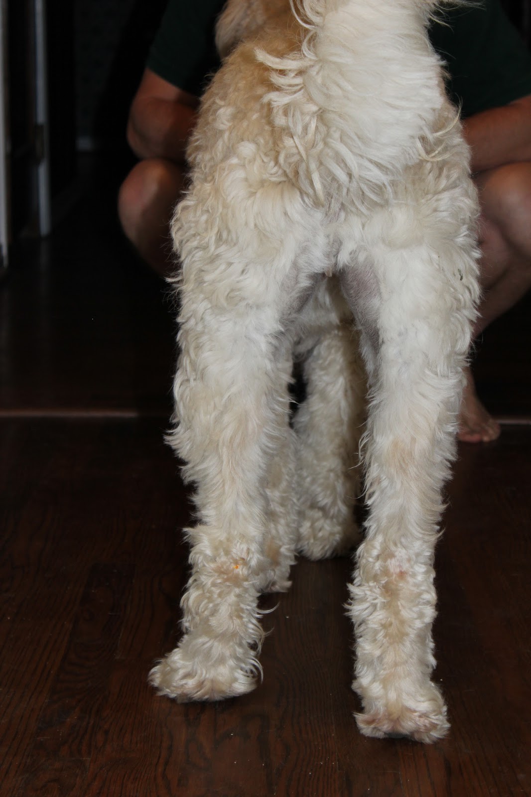 Goldilocks & Her Doodle Shearing a Big 'Ole Sheep (Goldendoodle!)