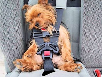 perro dormido en un coche