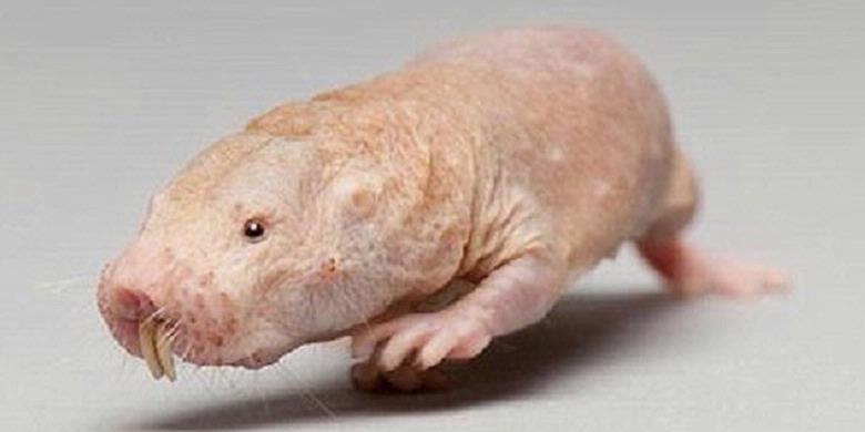 Tikus Tanpa Bulu Simpan Pelicin Anti Kanker Bengkalis Pos