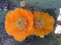 Prickly Pear Flower