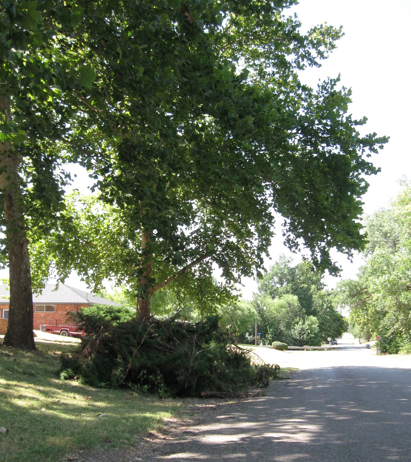 Keeping Up Trimming Cedar Bushes