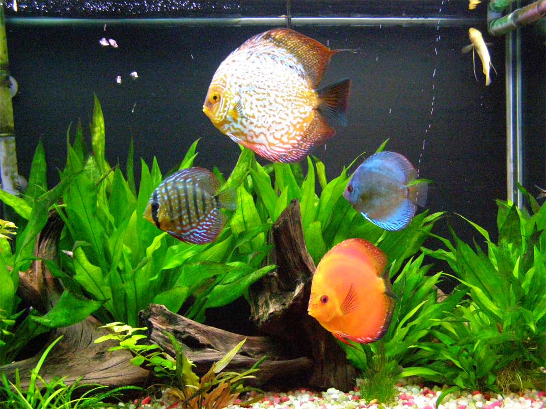 discus freshwater fish discus freshwater fish