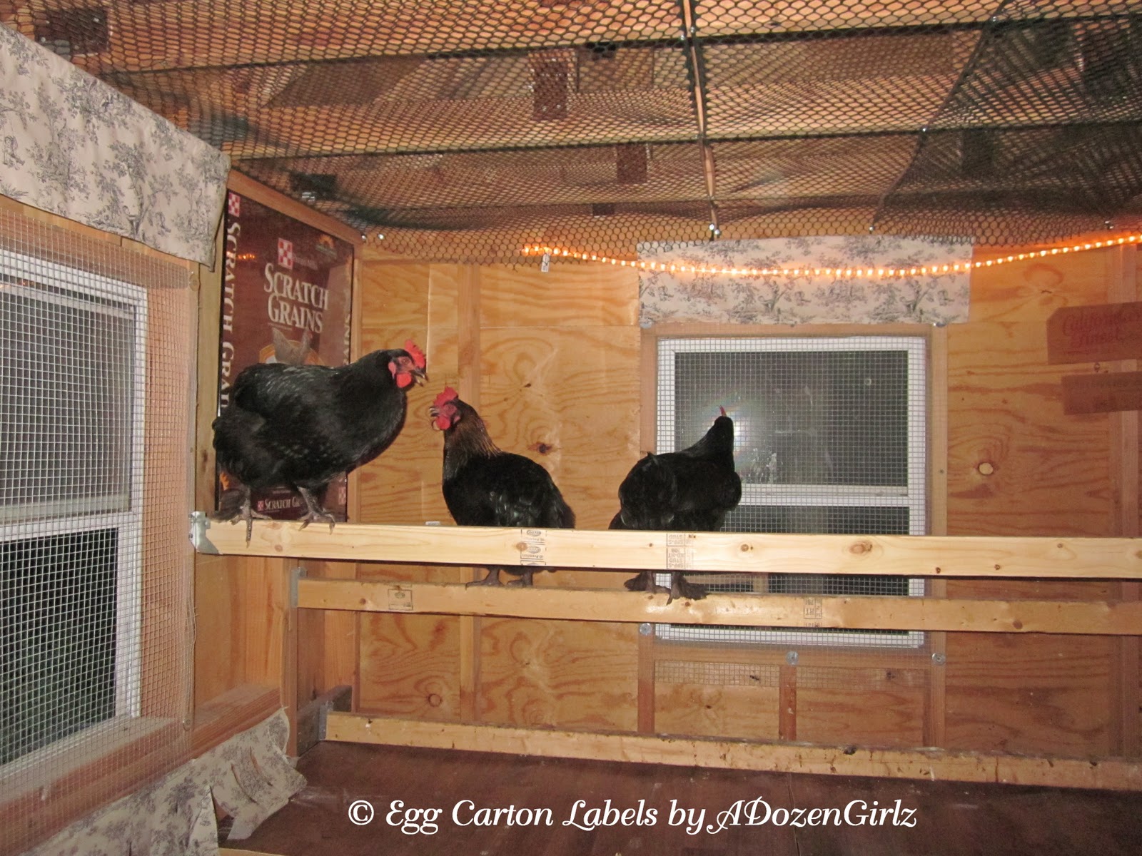 The Chicken Chick®: Supplemental LIGHT in the Chicken Coop: Why &amp; How