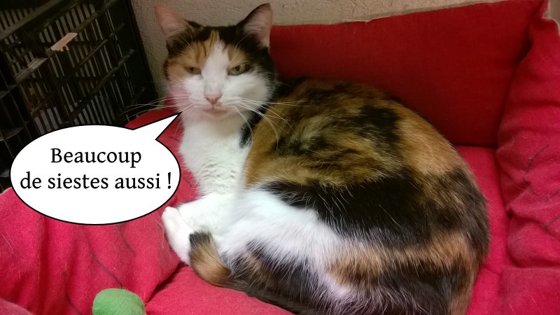 Résultat de recherche d'images pour "bonne sieste chat"