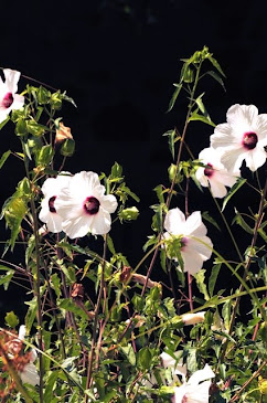 Hibiscus laevis 008