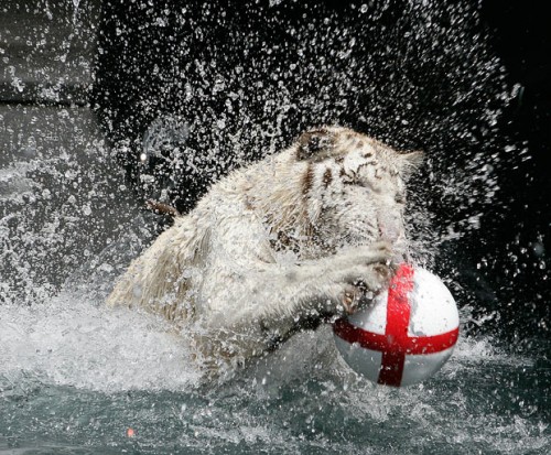 Funny animals playing soccer/football, funny animals, euro 2012, animals play football, animals play soccer