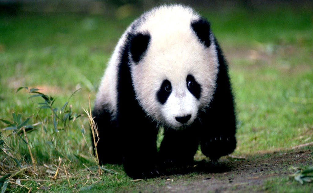 Panda – Konuşan Hayvanlar 49