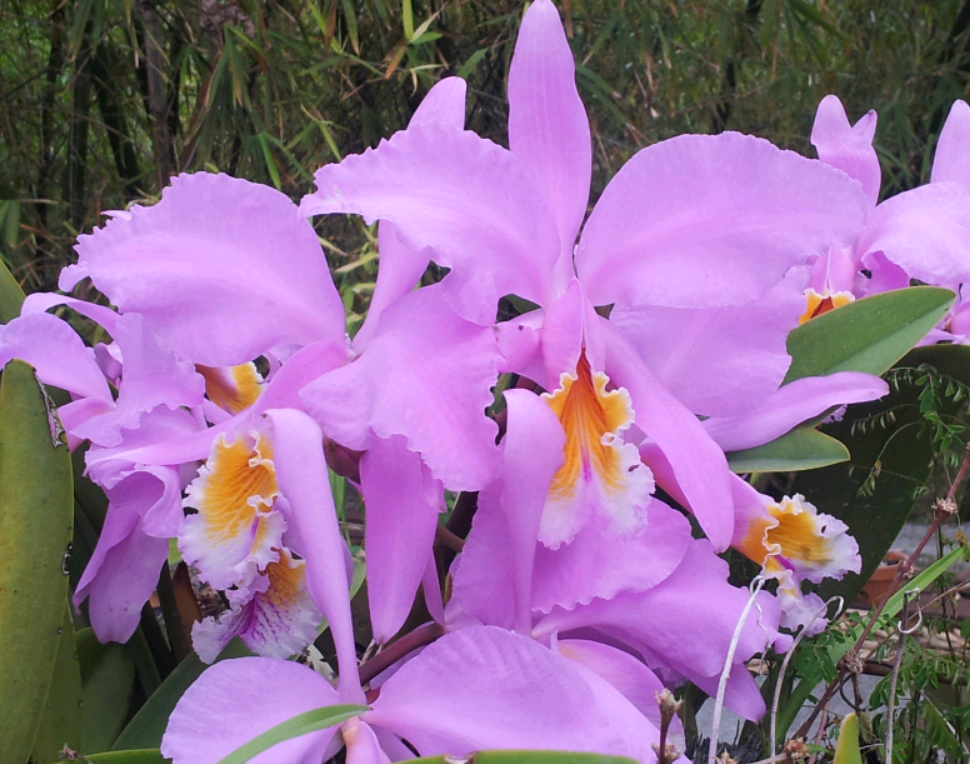 Nuestra Flor Nacional (Venezuela)