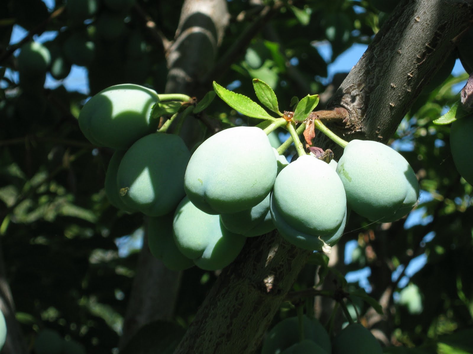 download italian plums download italian plums