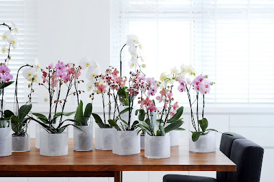 Phalaenopsis
