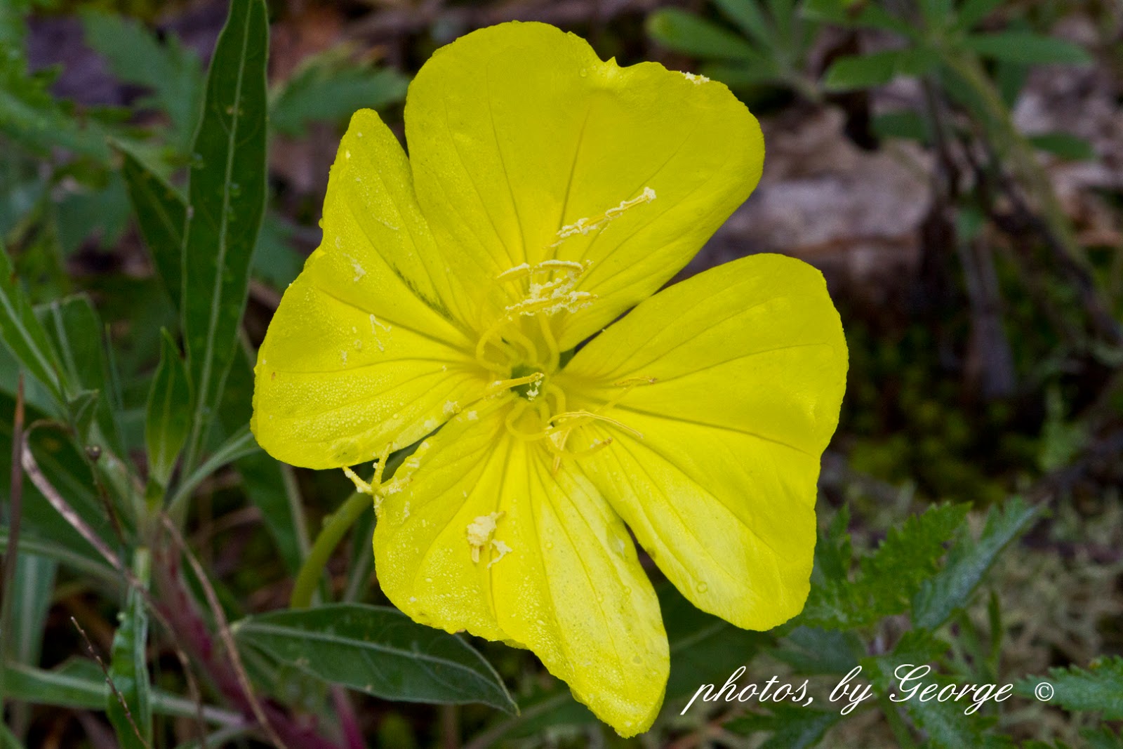 "What's Blooming Now" Missouri Evening Primrose, Ozark Sundrop