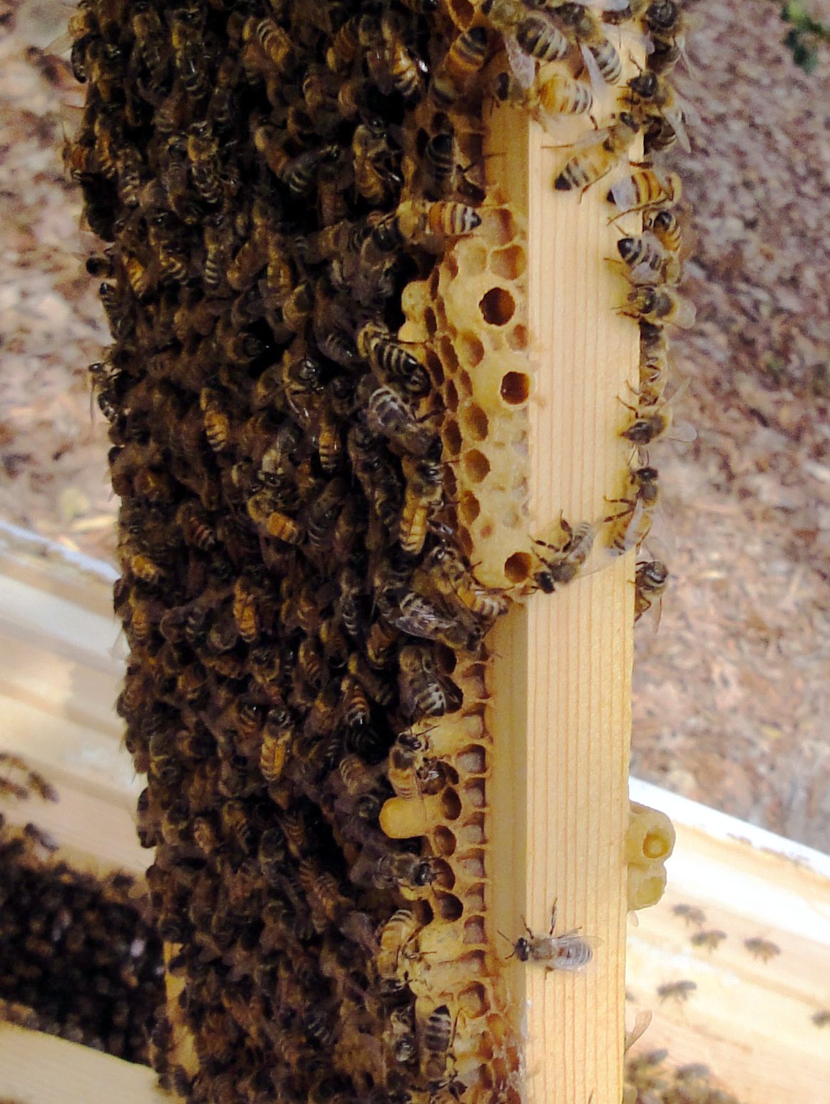 AccoBee Queen Cups in the Donor Hive