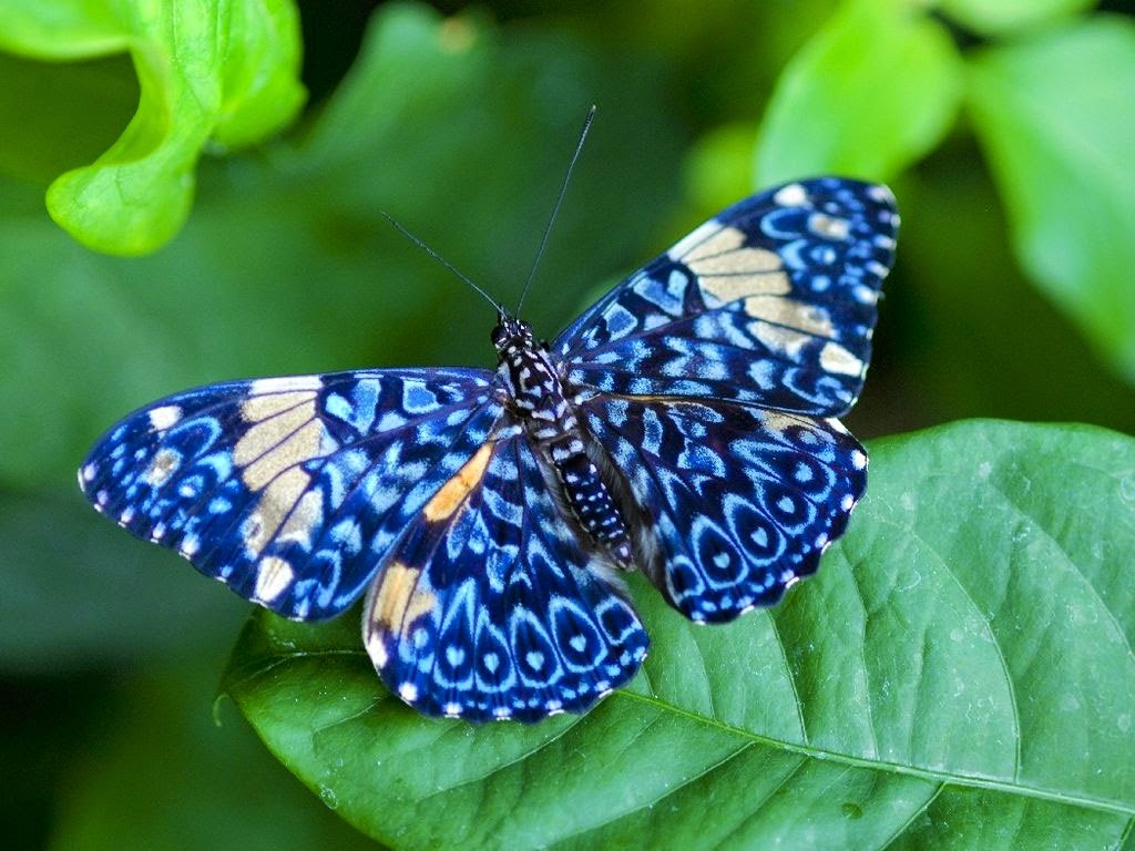 O que podemos aprender com a morte? - Borboleta Mais Linda Do Mundo