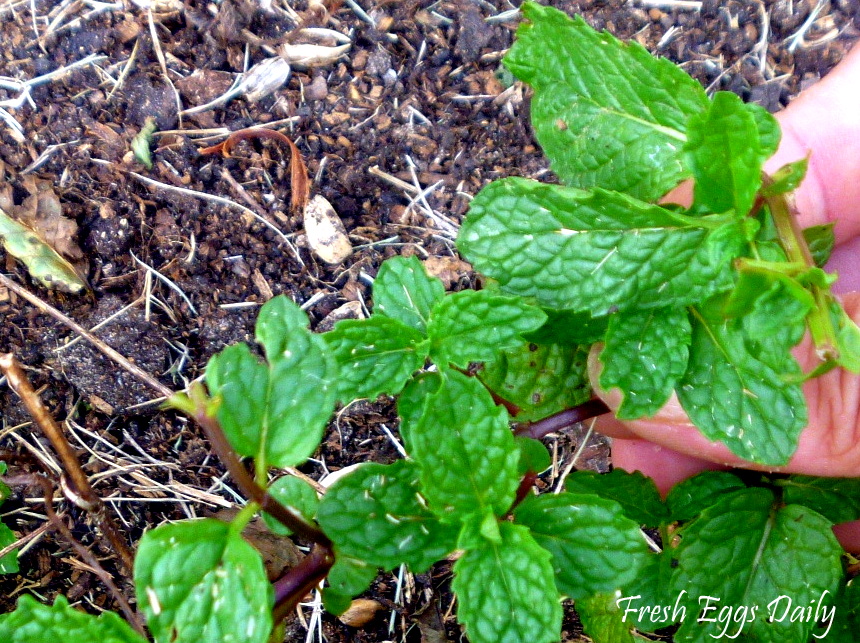 Homemade Mint Jelly from the Garden Fresh Eggs Daily®