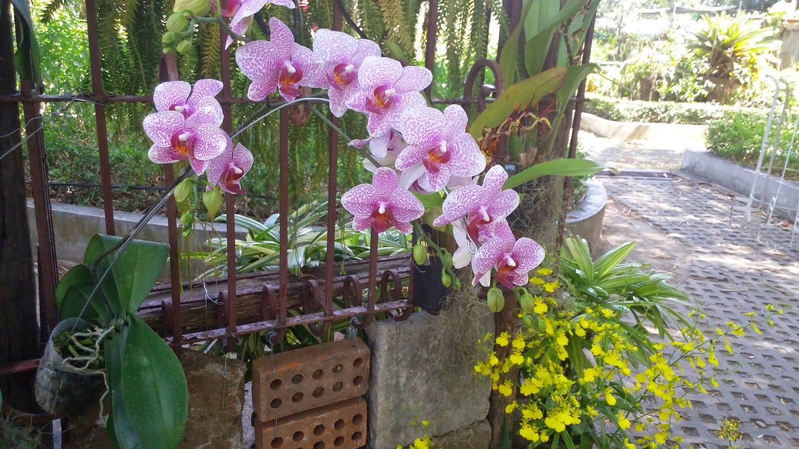 Philippine Culture and Surprises Orchids in Philippines