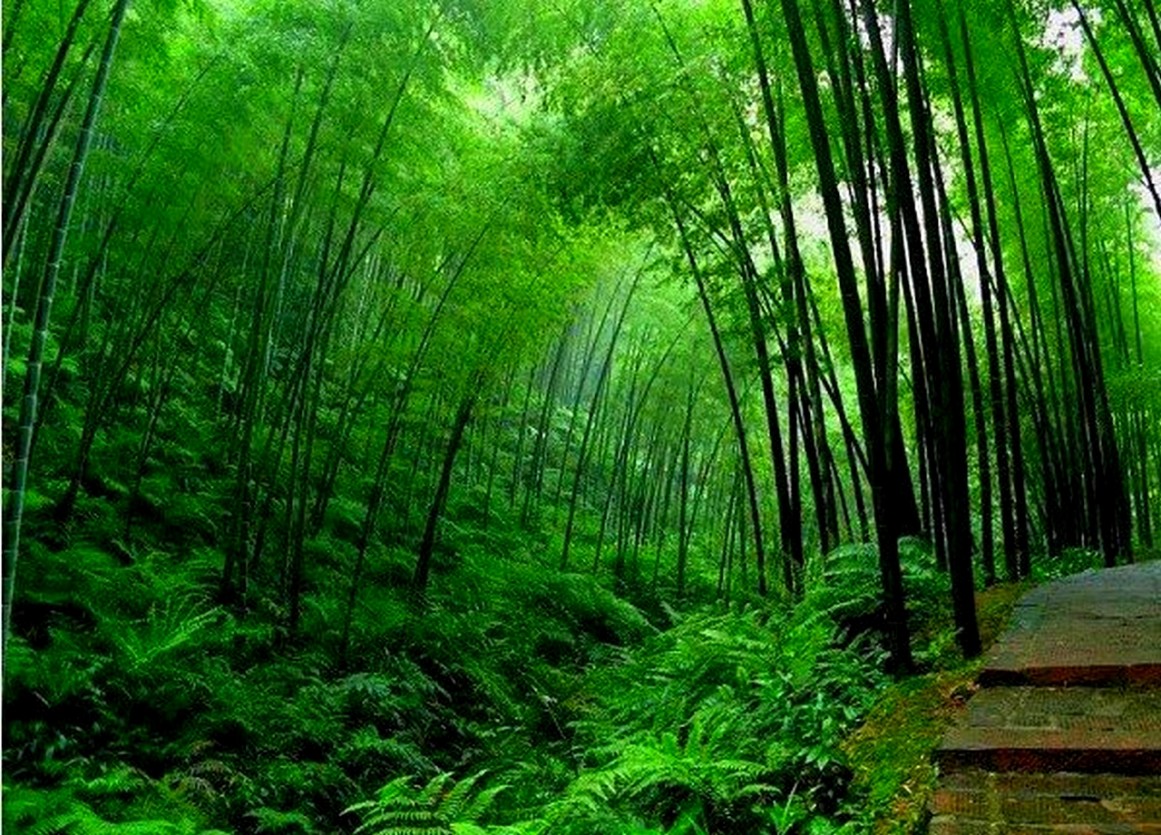 Bamboo Tree Wallpapers hd - Free Wallpaper