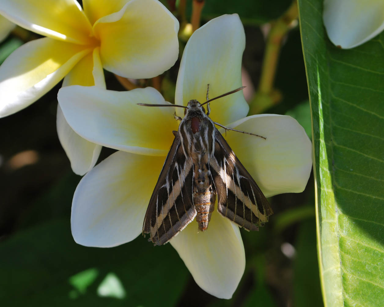 The Scratching Post Hummingbird Moth On Plumeria