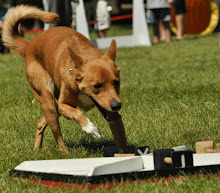 KEEPER-SCENTHURDLE DOG MASTER