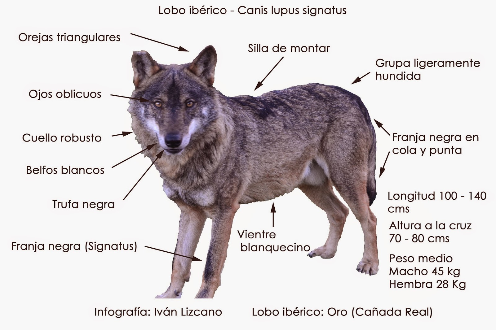 NUESTRO LOBO IBERICO CANIS LUPUS SIGNATUS. RASGOS MORFOLOGÍCOS