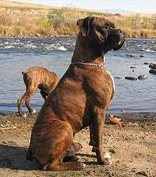 Best Dogs In Sri Lanka Best Dogs In Sri Lanka