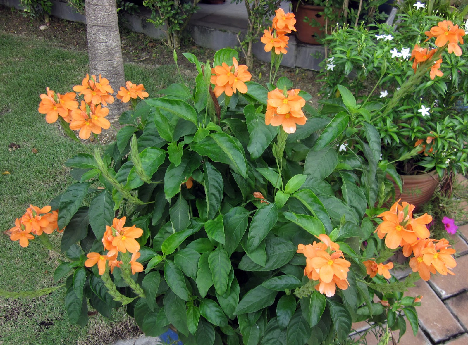 S T i l e T To Crossandra infundibuliformis The