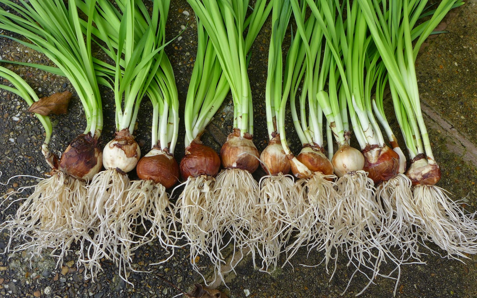 Basicallyitsgrowing Narcissi bulb roots