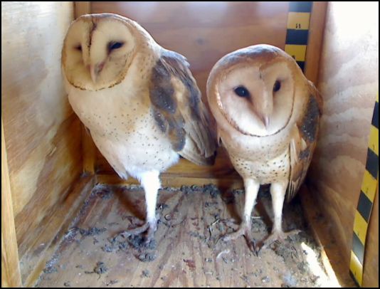 Adventures With Mel Syd Barn Owls A Rose By Any Other Name