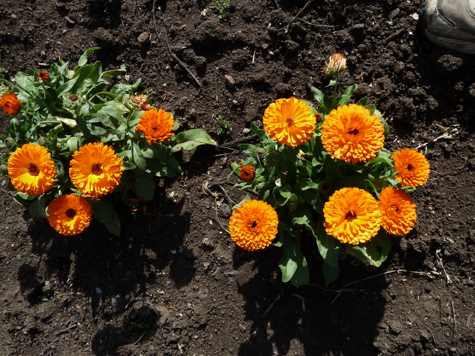 soaptheearth Growing Calendula Flowers