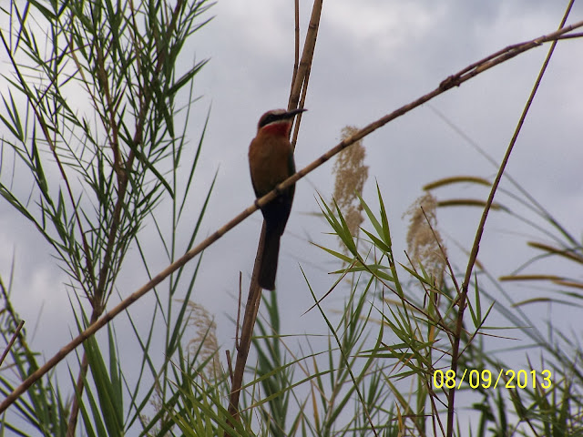 Boat Safari along the Rufiji River, Selous Game reserve Tanzania