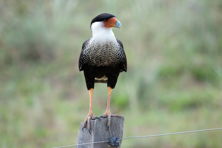 Crested Caracara