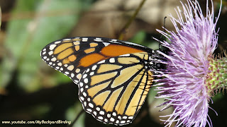 Monarch Butterfly