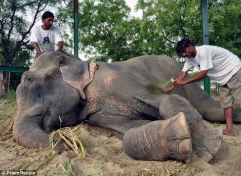 Raju, gajah yang dipasung selama 50 tahun Raju, gajah yang dipasung selama 50 tahun