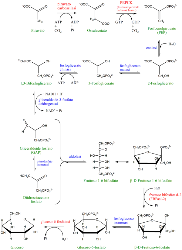 Glucosio6Fosfatasi