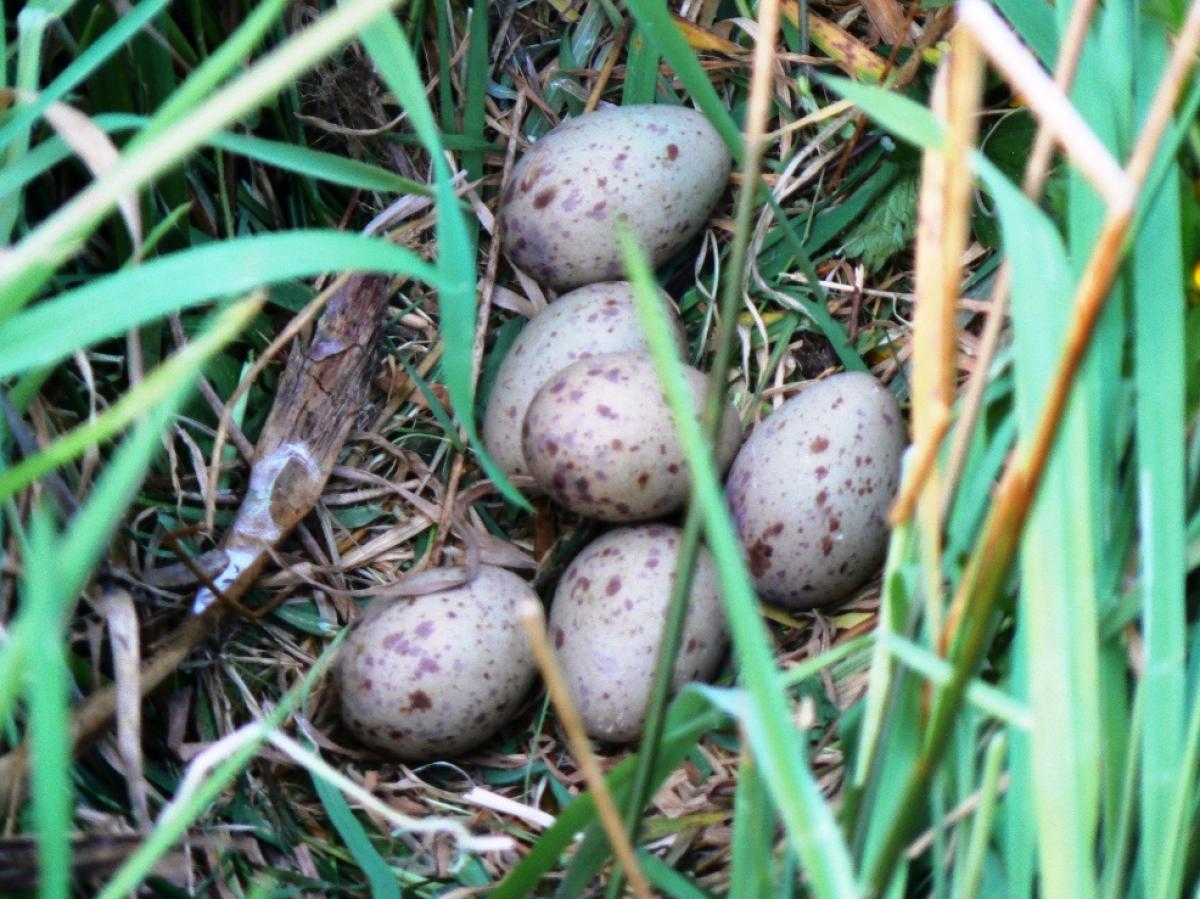 Bird In Everything Identifying Birds Eggs