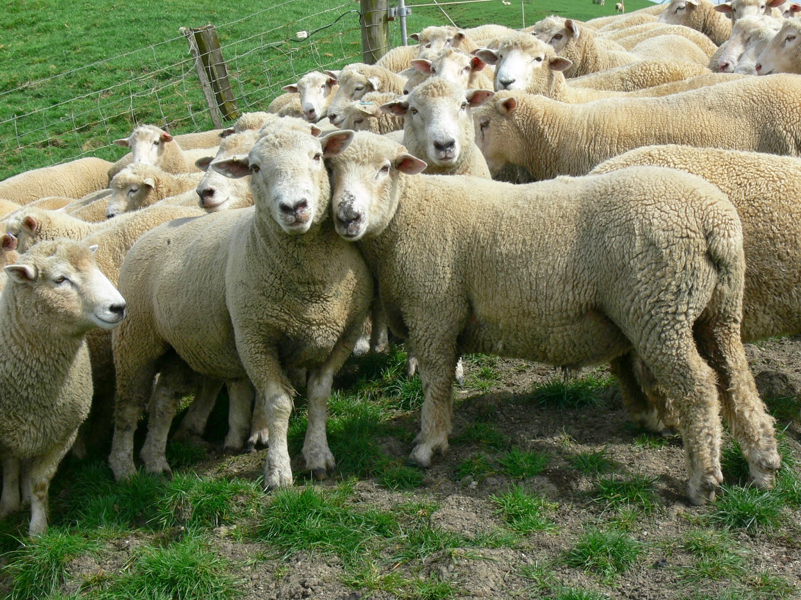 Woolshed 1 New Zealand agricultural history. No 30. Importing exotic